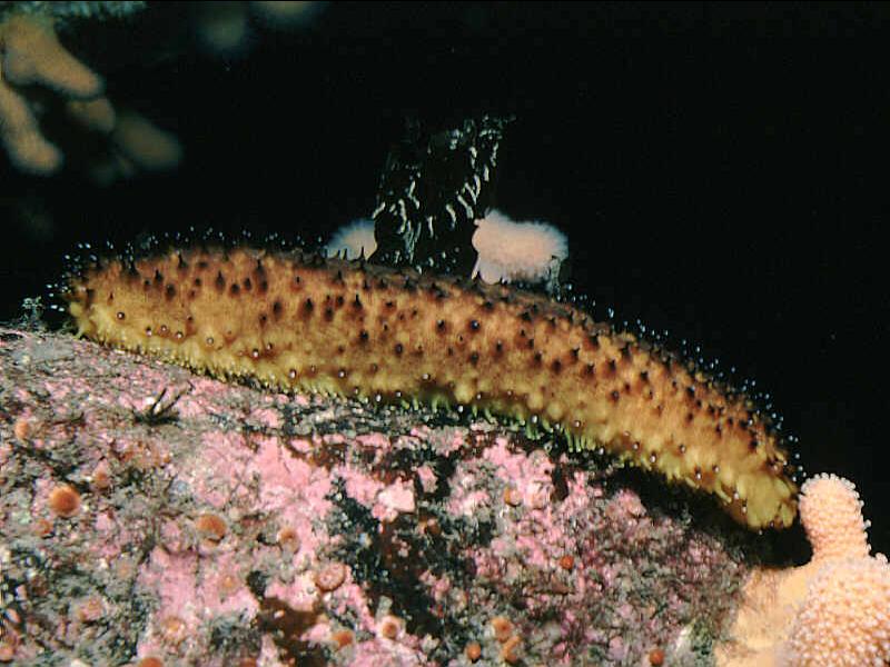 Holothuria forskali